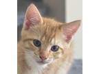 Adopt Fanta a Orange or Red Tabby Domestic Shorthair / Mixed cat in Savannah