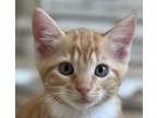 Adopt Crush a Orange or Red Tabby Domestic Shorthair / Mixed cat in Savannah