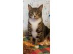 Adopt Gretchen a Brown Tabby Domestic Shorthair (short coat) cat in Lansing