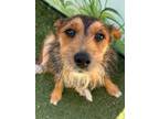 Adopt Rascal a Terrier (Unknown Type, Small) / Mixed dog in Ft.