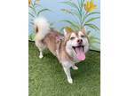 Adopt Gabana a Husky / Pomeranian / Mixed dog in Ft. Lauderdale, FL (41527299)