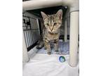 Adopt Dana a Domestic Shorthair / Mixed (short coat) cat in Ridgely