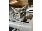 Adopt Hardy a Gray or Blue Domestic Shorthair / Mixed Breed (Medium) / Mixed