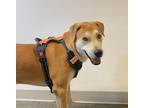 Adopt Birdie a Labrador Retriever / Mixed dog in Murphysboro, IL (41527277)