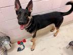Adopt JACKSON a Black German Shepherd Dog / Mixed Breed (Medium) / Mixed (short
