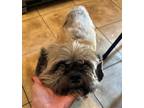 Adopt Otis a Tan/Yellow/Fawn - with Black Shih Tzu / Mixed dog in Ypsilanti