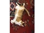 Adopt Simba a Orange or Red (Mostly) Tabby / Mixed (medium coat) cat in Lindale
