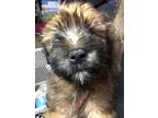 Adopt Wheaten puppy a Brown/Chocolate - with Tan Wheaten Terrier / Mixed dog in