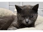 Adopt Scooter a Gray or Blue Domestic Shorthair / Mixed Breed (Medium) / Mixed