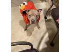 Adopt Gia a Gray/Blue/Silver/Salt & Pepper American Pit Bull Terrier / Mixed dog