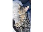 Adopt Guinan a Gray, Blue or Silver Tabby Tabby (short coat) cat in Ypsilanti