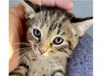 Adopt Laverne a Tiger Striped Domestic Shorthair (short coat) cat in Lafayette