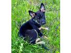 Adopt Summer Rayne a Black German Shepherd Dog dog in Alma, WI (41494254)