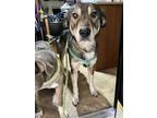 Adopt Zelda Grace a Tricolor (Tan/Brown & Black & White) Mutt / Labrador