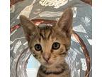 Adopt Shirley a Tiger Striped Domestic Shorthair (short coat) cat in Lafayette