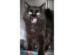Adopt Gwendolyn a All Black Domestic Longhair cat in Johnstown, PA (41511059)