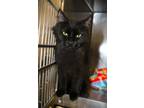 Adopt Mama Mia a All Black Domestic Longhair cat in Johnstown, PA (41511058)