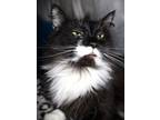 Adopt Princess a All Black Domestic Mediumhair cat in Johnstown, PA (41511057)