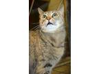 Adopt Remi a Domestic Shorthair cat in Johnstown, PA (41511056)