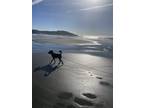 Adopt Bexi a Black - with Tan, Yellow or Fawn German Shepherd Dog / Rottweiler /