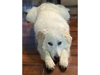 Adopt Athena a White Great Pyrenees / Maremma Sheepdog / Mixed dog in Chatham