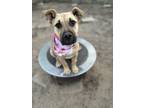 Adopt Buffy a Tan/Yellow/Fawn American Staffordshire Terrier / Labrador