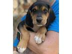 Adopt Judy a Black - with Tan, Yellow or Fawn Hound (Unknown Type) / Beagle /