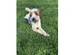 Adopt Jackson a Poodle (Miniature) / Mixed dog in Darlington, MD (41482198)