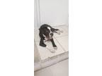 Adopt Z COURTESY POST Kenia a Black - with White Boxer / Mixed dog in Miami