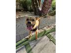 Adopt Violet a Tan/Yellow/Fawn Boxer / Mixed dog in Key Largo, FL (41532192)