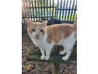 Adopt Amelia a White (Mostly) American Shorthair / Mixed (short coat) cat in