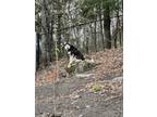 Adopt Max a Black - with White Husky / Mixed dog in Keene, NH (41532185)
