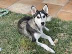 Adopt River a Black - with White Husky / Alaskan Malamute / Mixed dog in