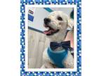 Adopt Woody - Central TX a White Bichon Frise / Mixed dog in Tulsa