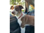 Adopt Daphne a Tan/Yellow/Fawn - with White Australian Shepherd / Mixed dog in