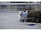 Adopt Jack a White - with Brown or Chocolate Labrador Retriever / Great Pyrenees