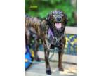 Adopt Josie a Terrier (Unknown Type, Small) / Mixed dog in Cambridge