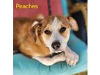 Adopt Peaches a Beagle / Mixed dog in Cambridge, MD (41513337)