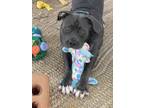 Adopt Musica a Mutt dog in New York, NY (41511797)