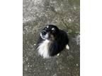 Adopt Mando a Black - with Tan, Yellow or Fawn Australian Shepherd / Mixed dog