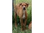Adopt Tipsy a American Pit Bull Terrier / Mixed Breed (Medium) / Mixed dog in