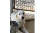 Adopt Karen a Labrador Retriever / Mixed dog in Brownwood, TX (41532026)