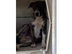 Adopt Chillax a American Pit Bull Terrier / Mixed dog in Brownwood