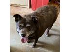 Adopt Tootsie a Terrier (Unknown Type, Small) / Mixed Breed (Medium) / Mixed dog