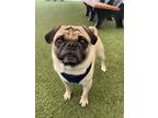 Adopt Hodor a Pug / Mixed dog in Gardena, CA (41481862)