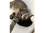 Adopt Cloudburst a Gray or Blue Tabby / Mixed (short coat) cat in Sacramento