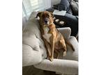 Adopt Molly a Brown/Chocolate - with Black Beagle / Mutt / Mixed dog in South