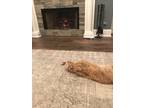 Adopt Rebel a Orange or Red Tabby Domestic Mediumhair / Mixed (medium coat) cat