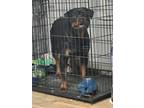 Adopt Canela a Black Rottweiler / Mixed dog in Sanford, NC (41532010)