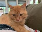 Adopt Cypress a Domestic Longhair / Mixed cat in Camden, SC (41531753)